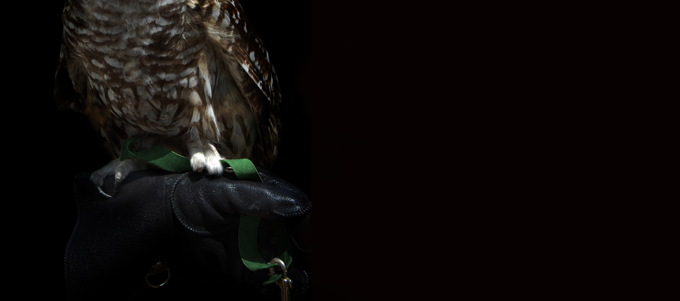 Persönlichkeit-Eule