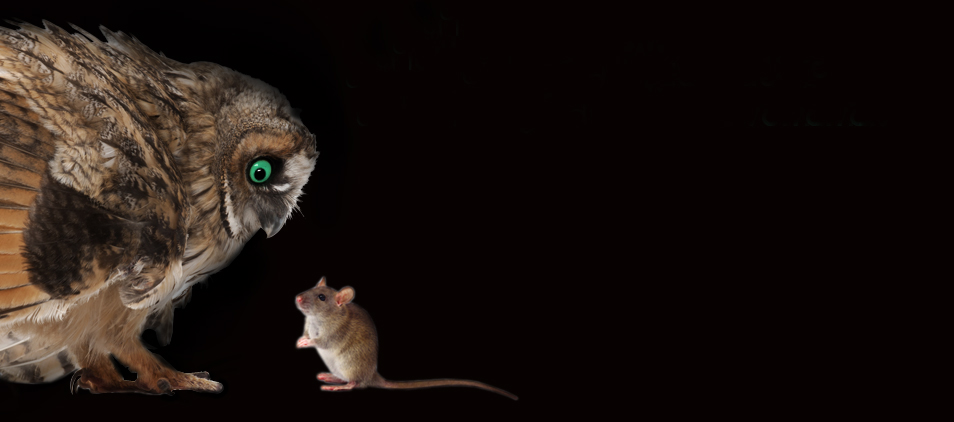 Kommunikation-Eule und Maus