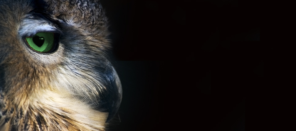 Persönlichkeit-Eule